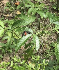 Huechys sanguinea