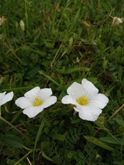 Nierembergia calycina