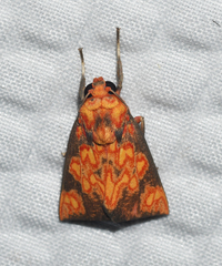 Melese flavimaculata