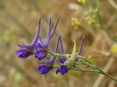 Delphinium halteratum
