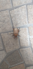 Pelidnota cayennensis