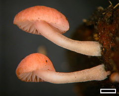 Mycena roseoflava