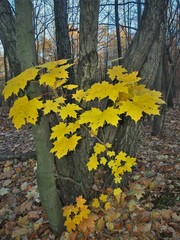 Acer platanoides