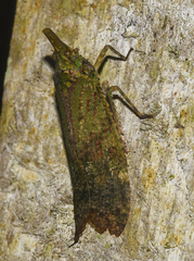 Fulgorinae
