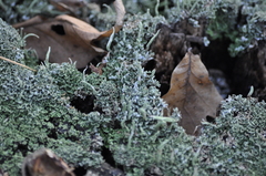 Cladonia