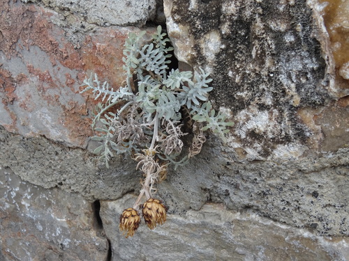 Fiordaliso delle scogliere