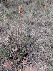 Aloe greatheadii davyana