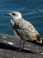 Larus michahellis