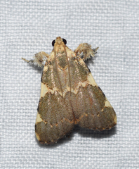 Parachma rufoflavalis