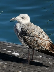 Larus michahellis