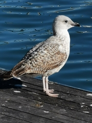Larus michahellis