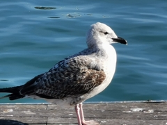 Larus michahellis