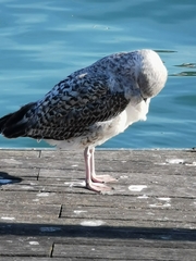 Larus michahellis