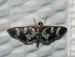 Desmia bajulalis
