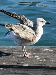 Larus michahellis