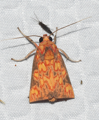 Melese flavimaculata