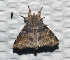 Olceclostera indentata