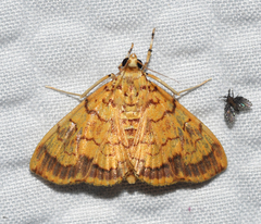 Portentomorpha xanthialis