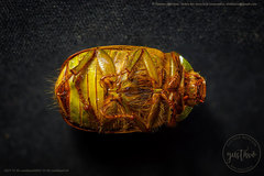 Platycoelia marginata