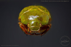 Platycoelia marginata