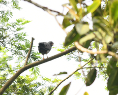 Cryptoleucopteryx plumbea