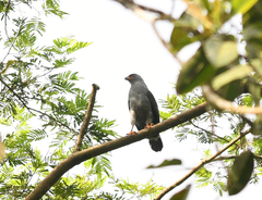 Cryptoleucopteryx plumbea