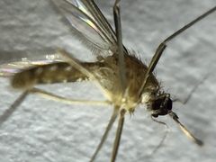 Culex quinquefasciatus