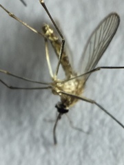 Culex quinquefasciatus