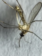 Culex quinquefasciatus