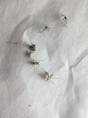 Culex quinquefasciatus