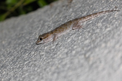Tarentola annularis