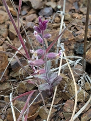 Streptanthus hispidus