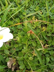 Nierembergia calycina