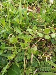 Nierembergia calycina