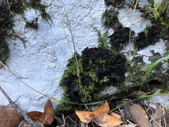 Lathagrium auriforme