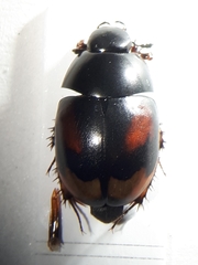 Sphaeridium scarabaeoides