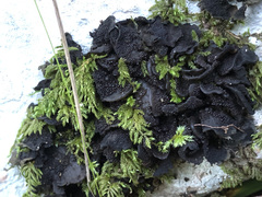 Lathagrium auriforme