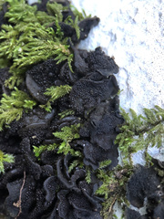 Lathagrium auriforme