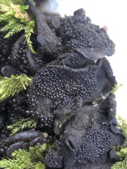 Lathagrium auriforme