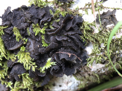 Lathagrium auriforme