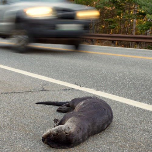 North American River Otter photographed in Maine