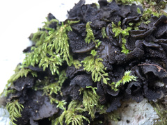 Lathagrium auriforme