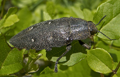 Chalcophorella stigmatica