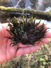 Fissidens grandifrons