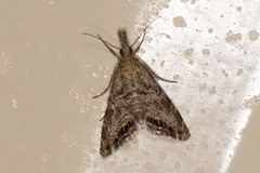 Glaucocharis dilatella