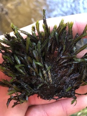 Fissidens grandifrons