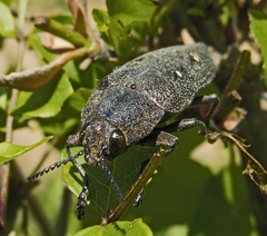 Chalcophorella stigmatica