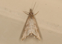 Glaucocharis dilatella