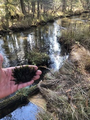 Fissidens grandifrons