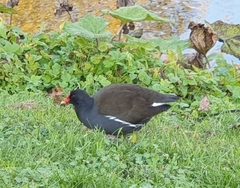 Gallinula chloropus